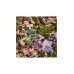 Туалетная вода Banderas Queen Of Seduction Lively Muse